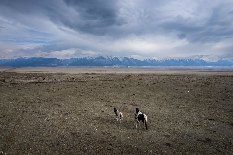 horse Follow the horsesphoto preview