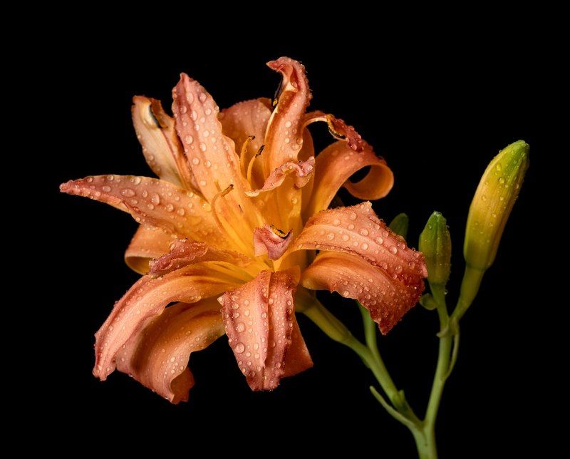 макро, цветы, лилейник Лилейникphoto preview