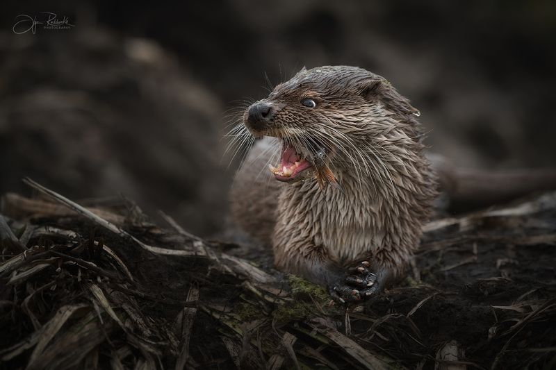 выдра, речная выдра, красный бор, беларусь, животные. Жадинаphoto preview