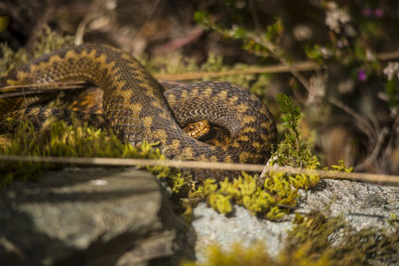 Vipera berus, Scotland, animal, animals, reptile, nikon, Vipera berusphoto preview