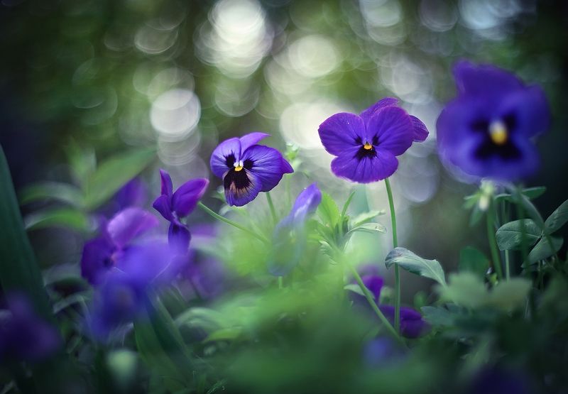 Анютины глазкиphoto preview