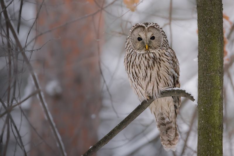 сова, неясыть, птицы, зима Длиннохвостая неясытьphoto preview