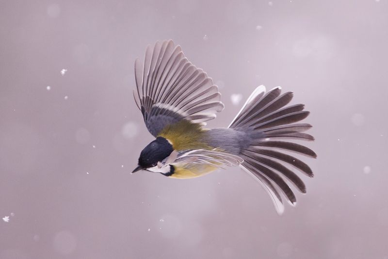 Большая на снегуphoto preview