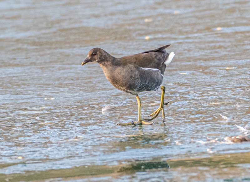 птицы, кисловодск, камышница Камышницаphoto preview