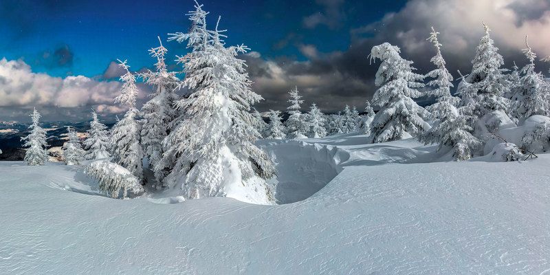 Ёлки, просто белоснежные ёлкиphoto preview