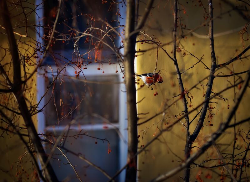 Из моего окна...photo preview