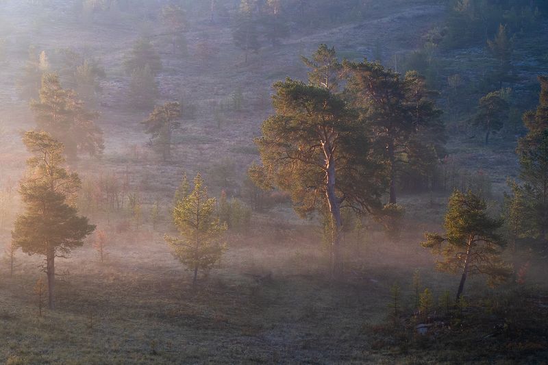 казахстан, рассвет, лучи, лес, деревья, каркаралинск photo preview