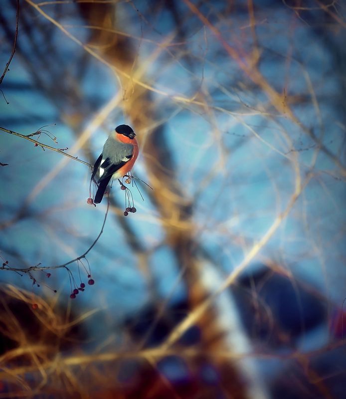 Соседphoto preview