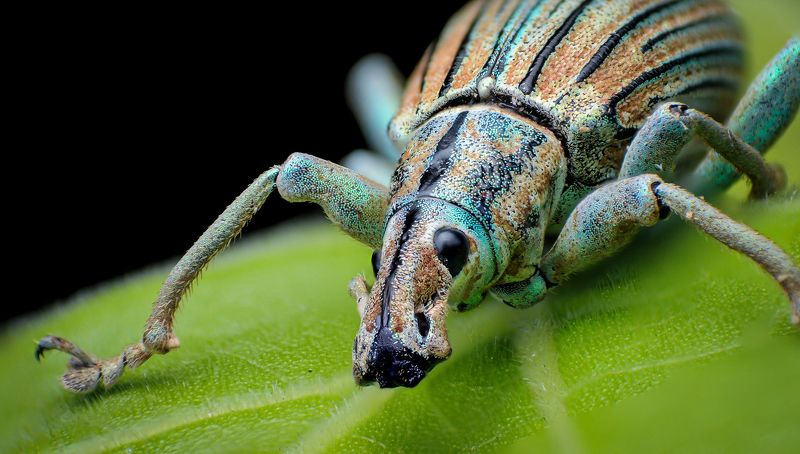 macro, insect, nature, weevil Weevilphoto preview