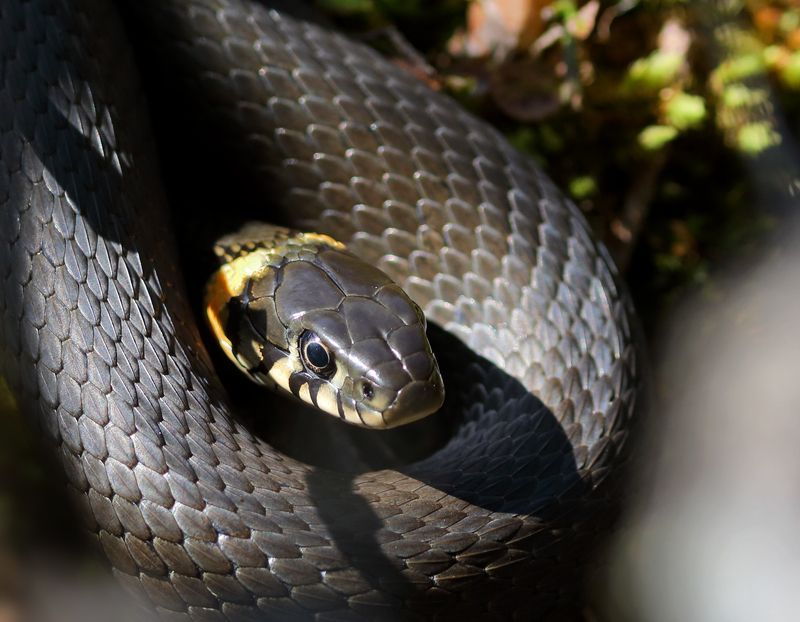 Венценосецphoto preview