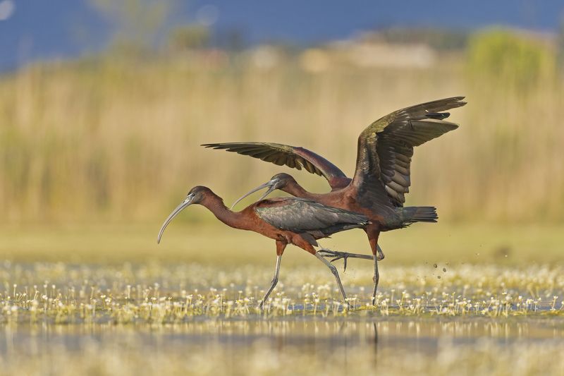 Mignattaiphoto preview