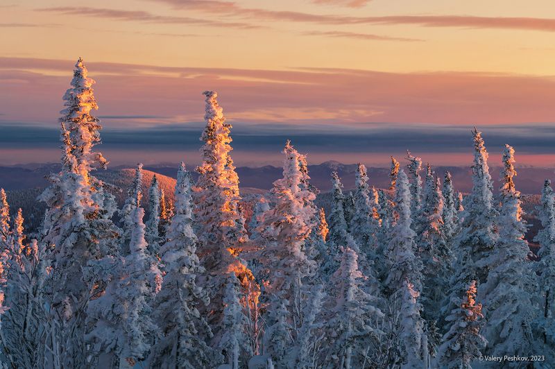 ёлочки, пихты, гора зелёная, зима, вечер, закат, маджента, шерегеш, горная шория, сибирь Маджентовое настроение фото превью