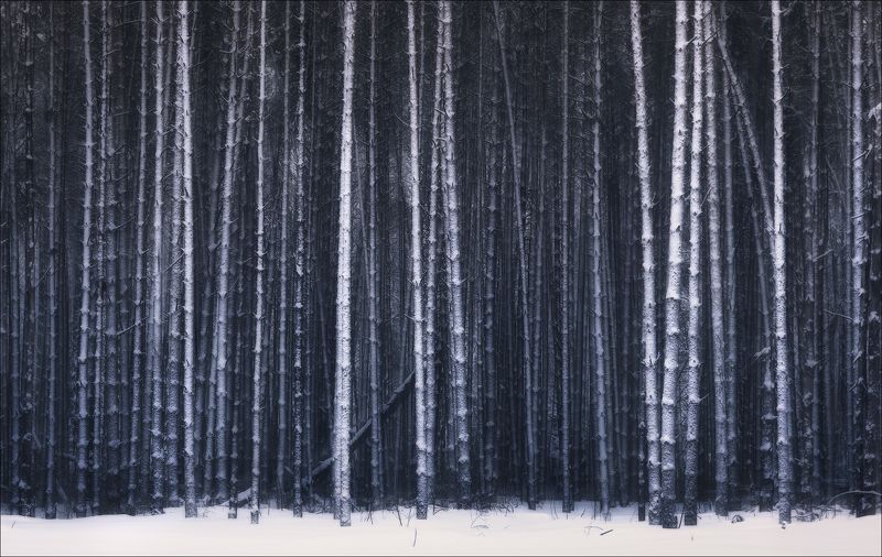 лес, сосны, зима Лесной шепотphoto preview