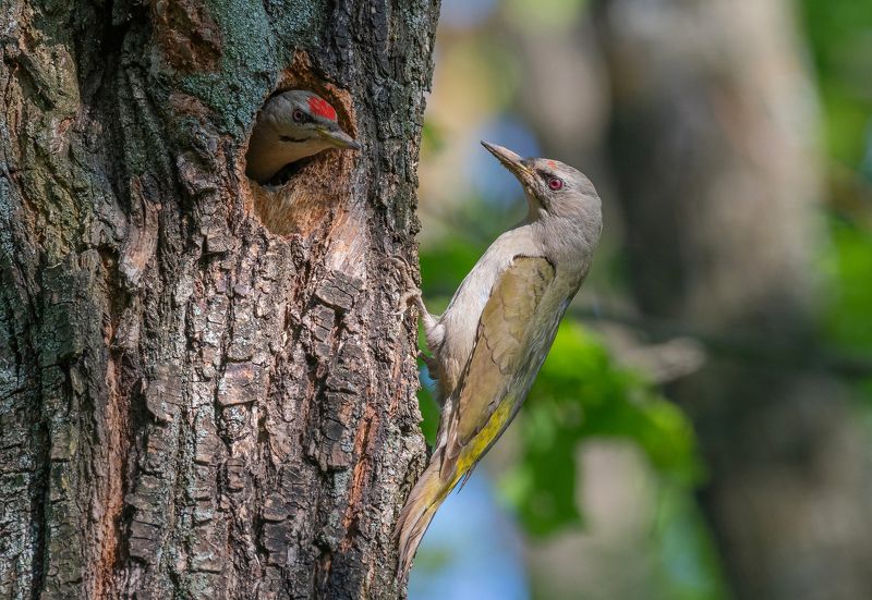 птицы, дятел, фотоохота, природа, весна, лето Новосёлыphoto preview