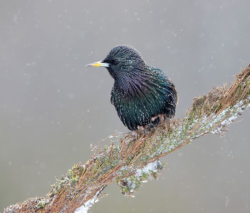 european starling, обыкновенный скворец, скворец, зима European Starling -Обыкновенный скворецphoto preview