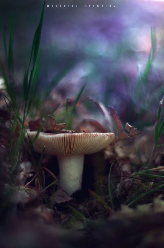 mushroom,dark,light,bokeh,nature, Mushroom фото превью