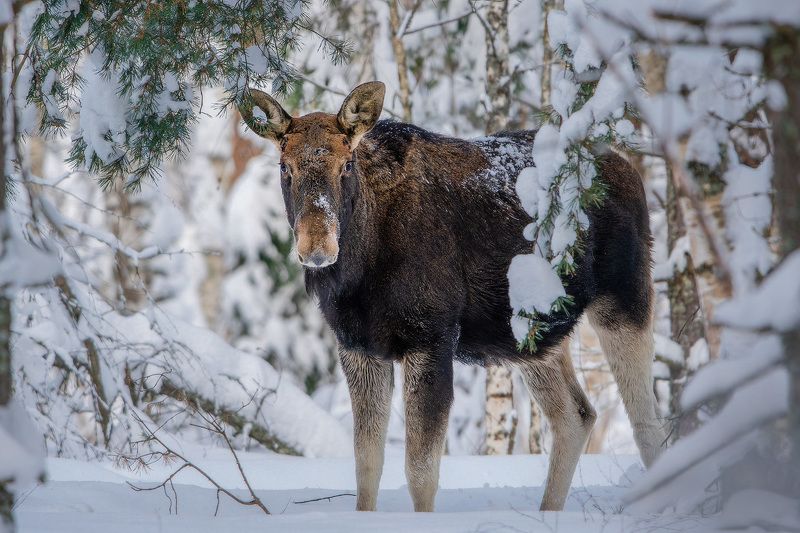 Молодой бычокphoto preview