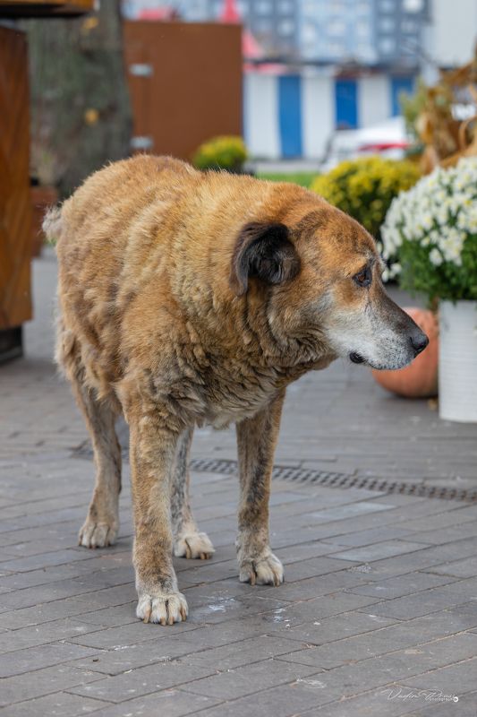 собака, улица, Калининград, старость, жизнь, животное, Россия, взгляд, портрет, dog, street, Kaliningrad, old age, life, animal, Russia, look, portrait Старый пёс.photo preview