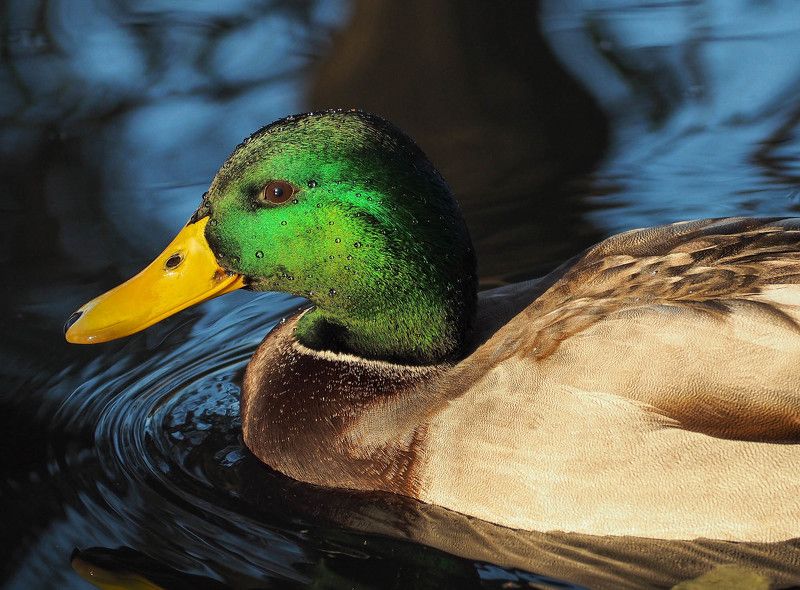 птица, утка, селезень, портрет, кряква, bird, duck Портрет селезня кряквыphoto preview