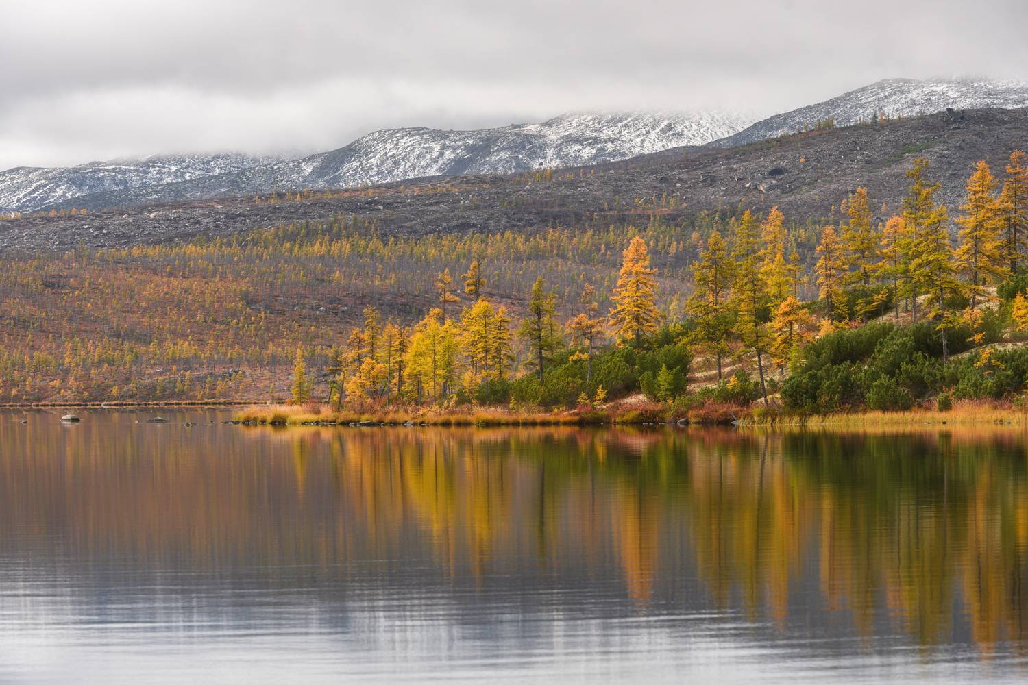 "Разливается золото". Автор: Юлия Лаптева колыма, озеро джека лондона, золотая осень, магаданская область, Юлия Лаптева
