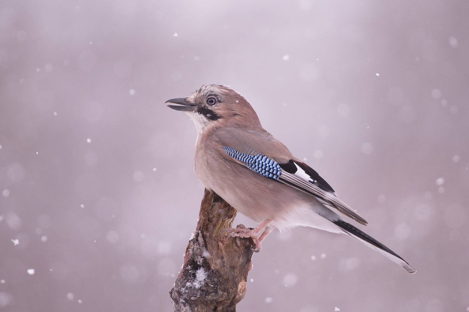 , Евгени Стефанов