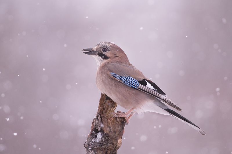 Сойкаphoto preview