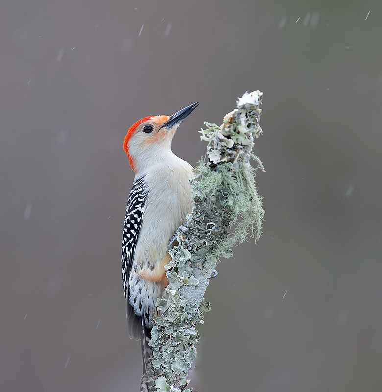 дятел, каролинский меланерпес, red-bellied woodpecker, woodpecker, зима Red-bellied Woodpecker, male - Каролинский меланерпес фото превью
