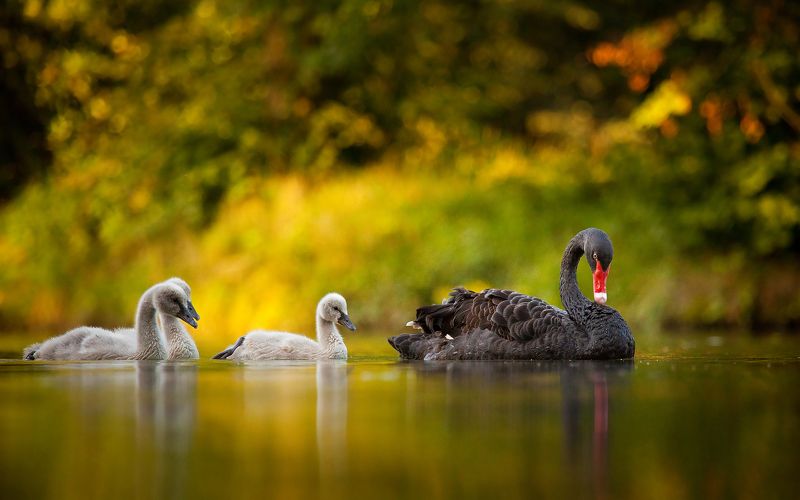 Black swanphoto preview