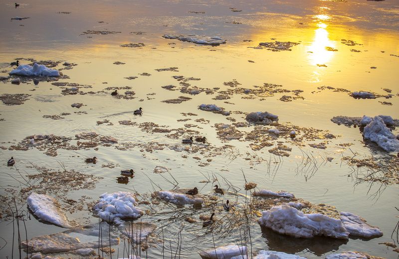 весна, лёд, утки, солнце, природа, река Ледоходphoto preview