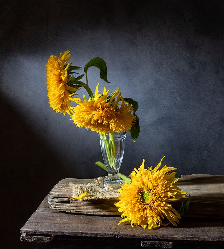 натюрморт, цветы, подсолнухи \