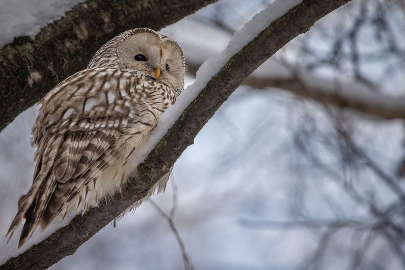 сова, неясыть, зима, птицы Длиннохвостая неясытьphoto preview