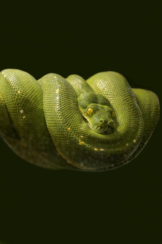 Python arboricole vert australien,photo preview
