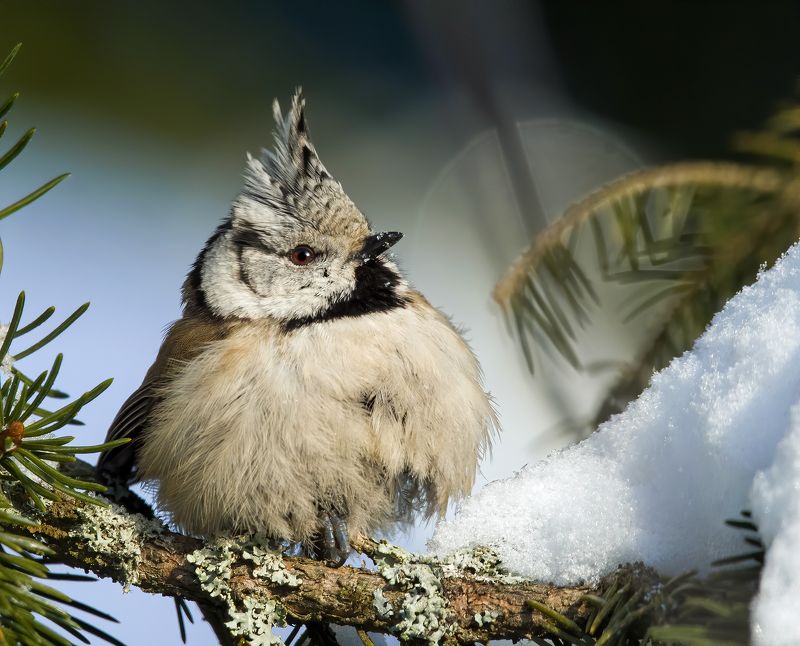 crested tit, birds, birdwatching, wildlife, winter, зима, птицы, синица, гренадерка, фотоохота, природа Crested Tit (Гренадерка)photo preview