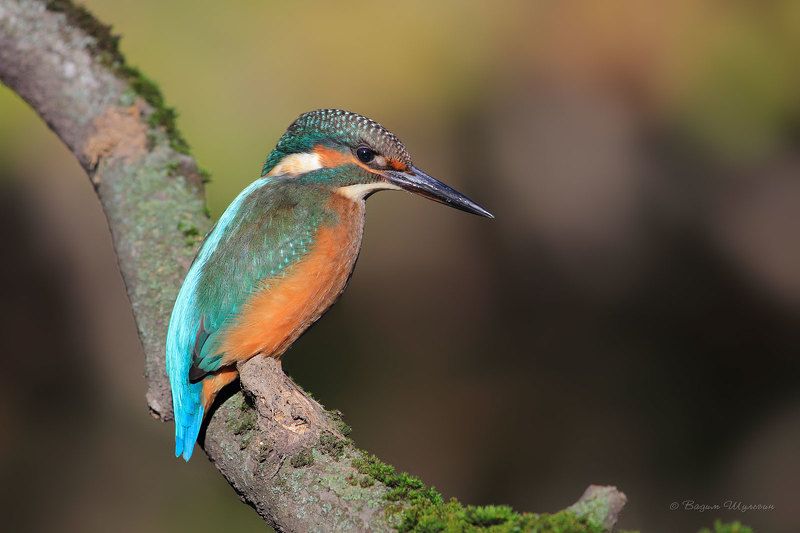 Портфолиоphoto preview