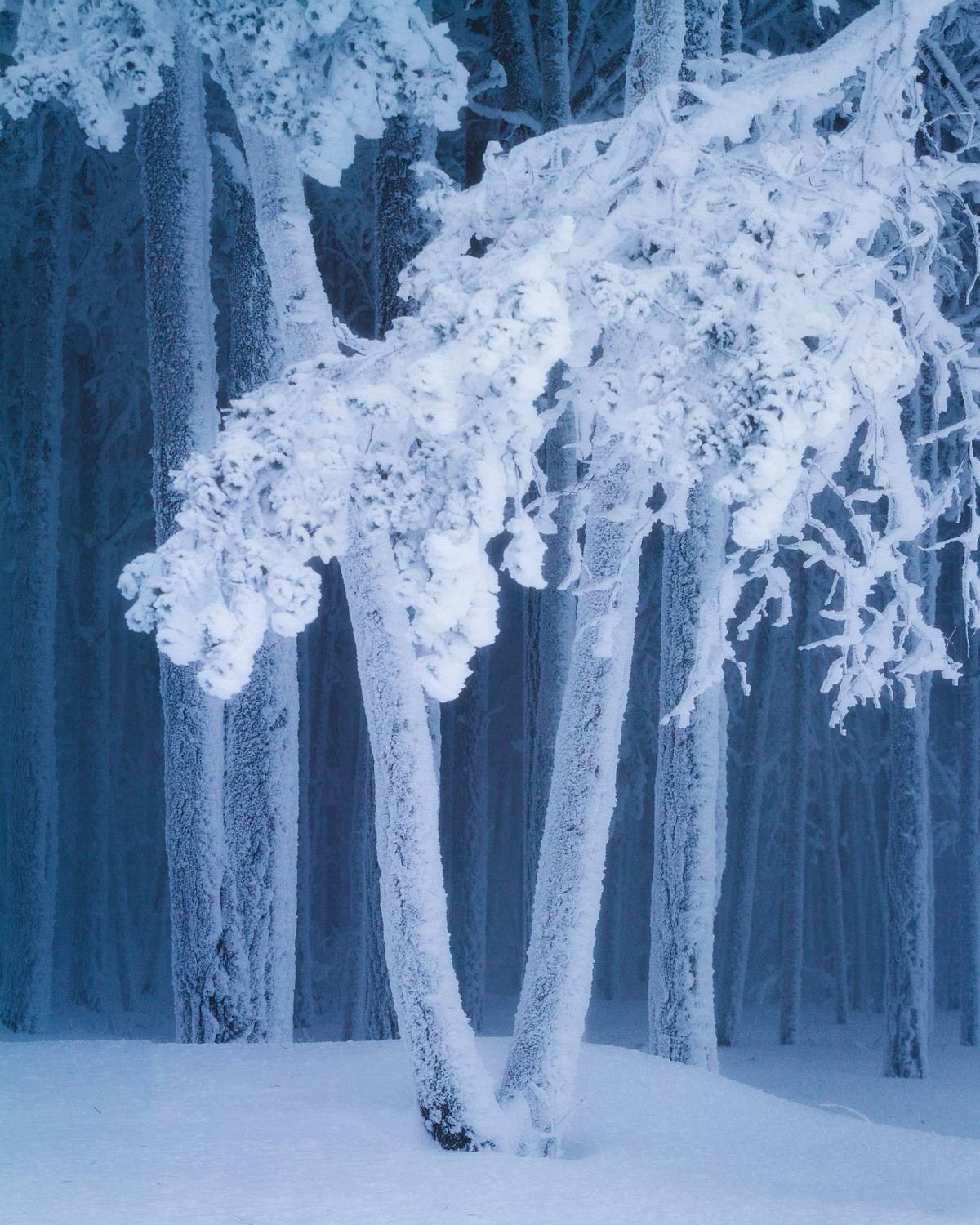 Морозный наряд. Автор: Ксензов Максим canon, 7d, ef 70-200 f/4l usm, Ксензов Максим