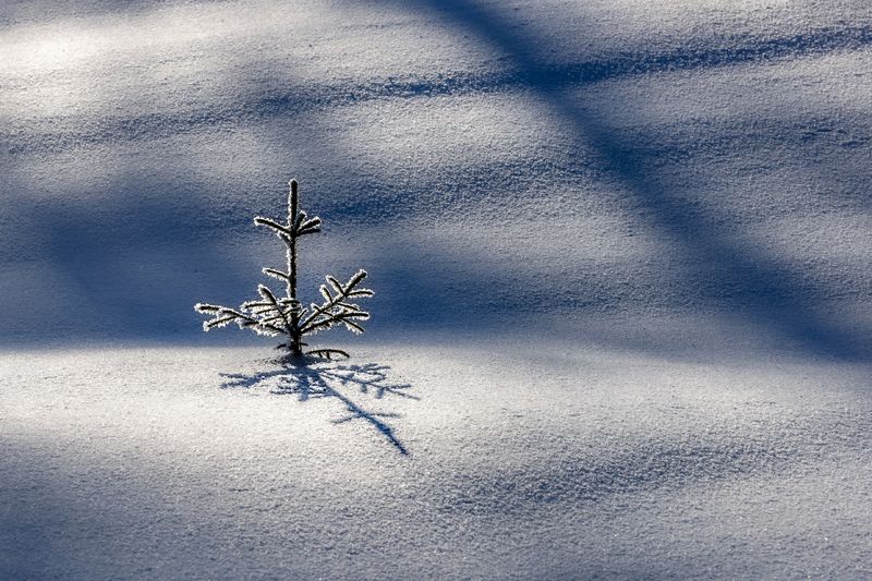 зима, косогоры, ель В одиночествеphoto preview