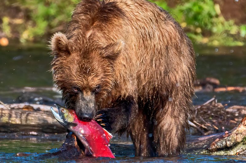 медведи, камчатка photo preview