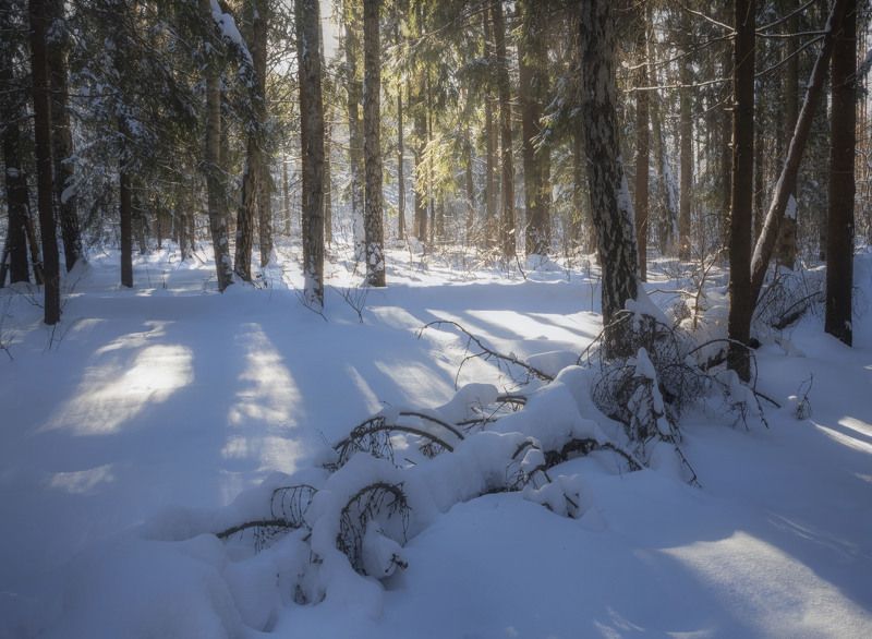 Солнечный день в зимнем лесуphoto preview