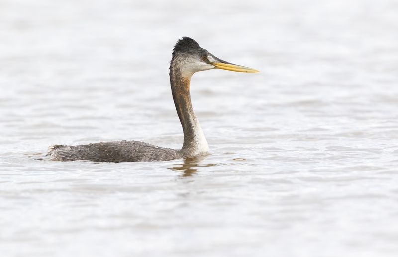 птицы, уругвай Магелланова поганкаphoto preview