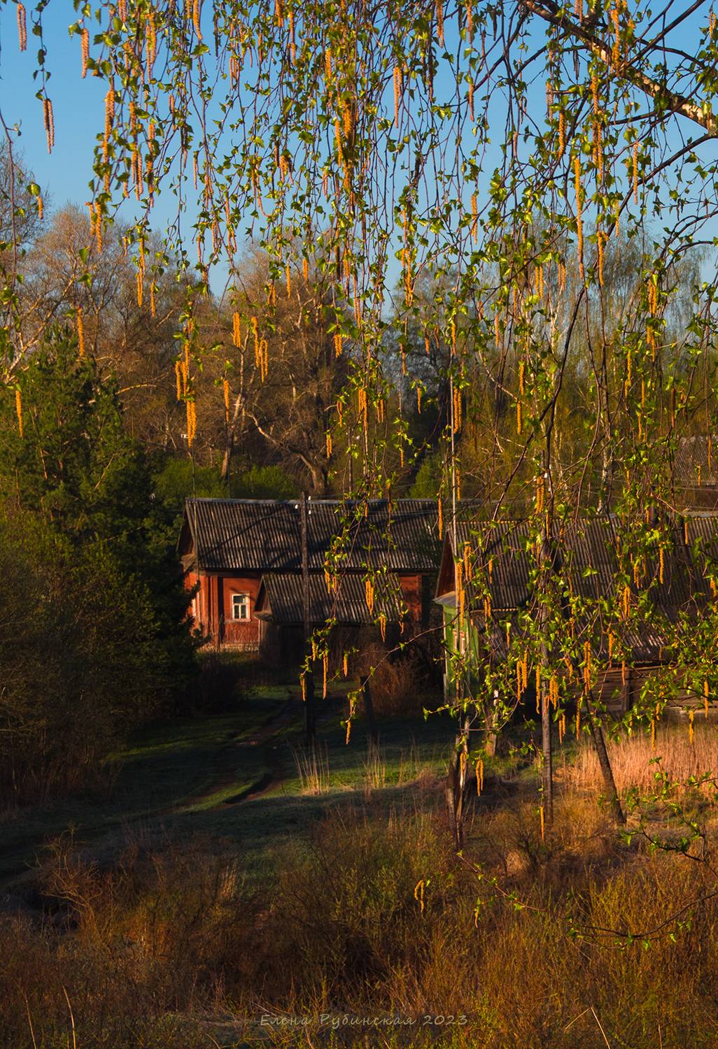 Берёзовый апрель. Автор: Елена Рубинская костромская область, кострома, Елена Рубинская