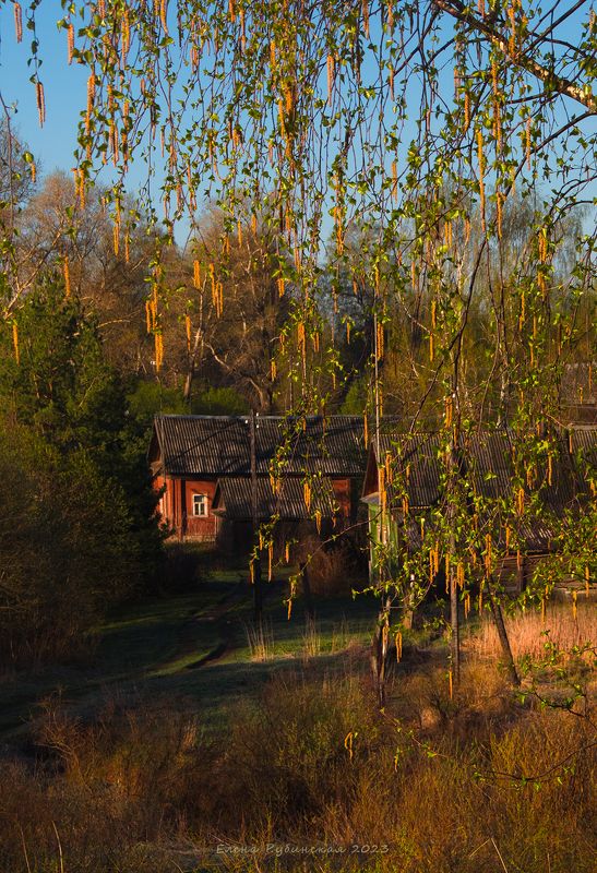 костромская область, кострома Берёзовый апрельphoto preview