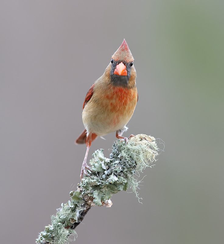красный кардинал, northern cardinal, cardinal,кардинал, зима Female, Northern Cardinal - cамка,Красный кардиналphoto preview