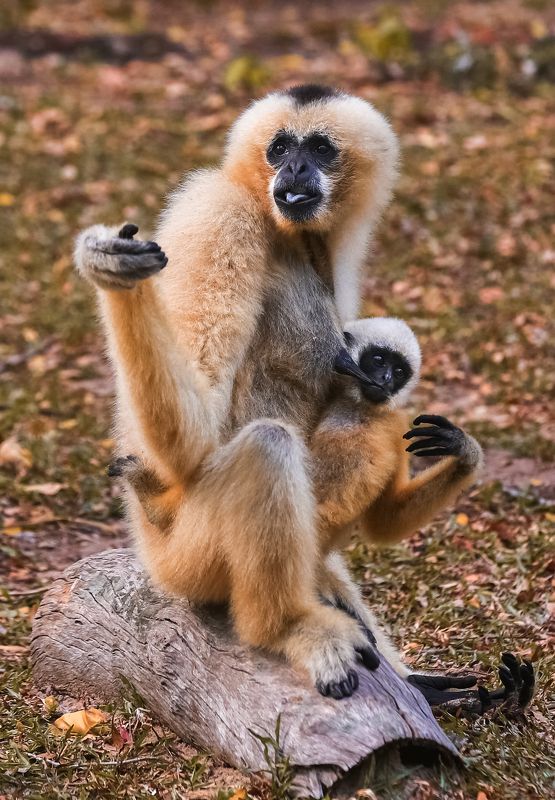 #nature #animals #приматы #beautifull #природа #гиббон #млекопитающие #животные #обезьяны Белощёкие гиббоныphoto preview