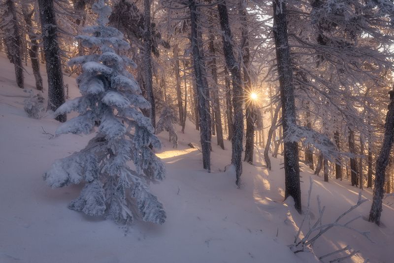 гора голец приморский край зима лес тайга снег елки закат свет пейзаж природа На вершину по тропе.photo preview