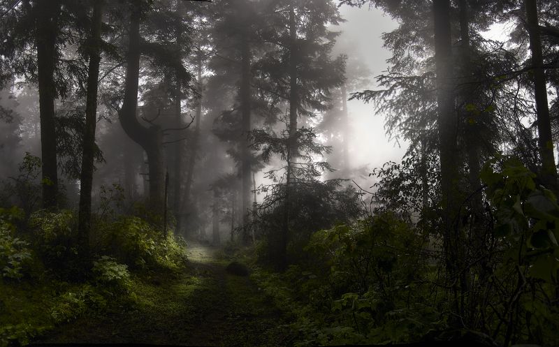 Foggy, forest, Landscape, Nature Mystical forestphoto preview