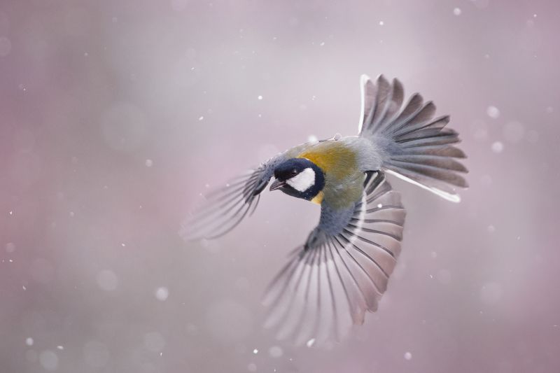 Устремphoto preview