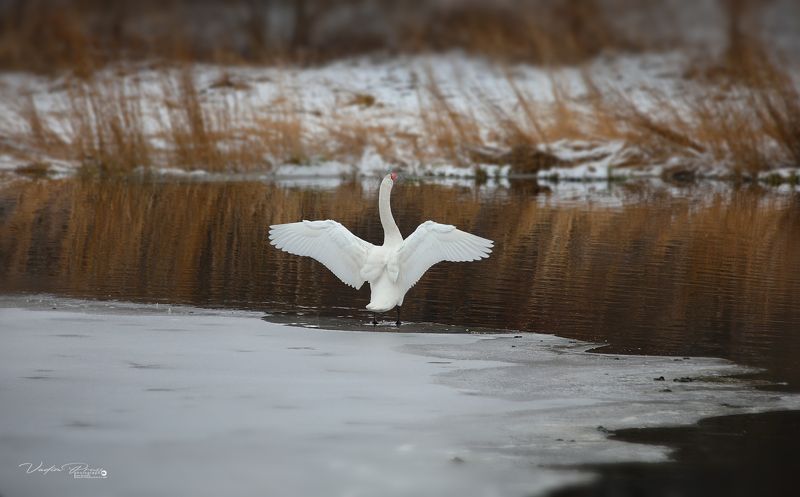 лебедь, птица, животное, природа, пруд, фотография, лёд, зима, крылья, swan, bird, animal, nature, pond, photography, ice, winter, wings Лебедь на пруду.photo preview