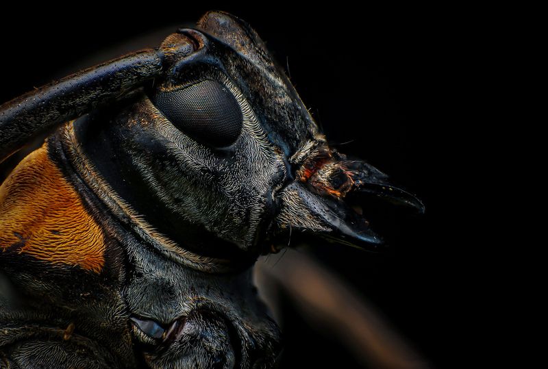 macro, insect, nature, bugs, beetle Longhorn beetlephoto preview