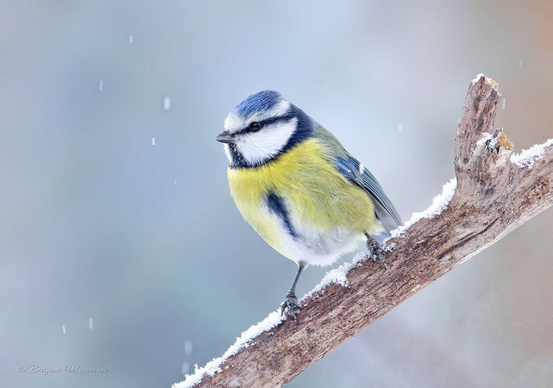 Зимняя лазоревкаphoto preview