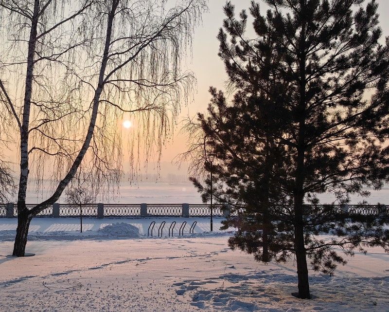 зима,город,новосибирск,закат,деревья,сосна,берёза Подружки:сосна и берёзаphoto preview